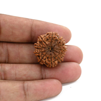 10 Mukhi Rudraksha (Nepal) 24.61 M.M.