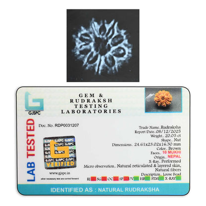 10 Mukhi Rudraksha (Nepal) 24.61 M.M.
