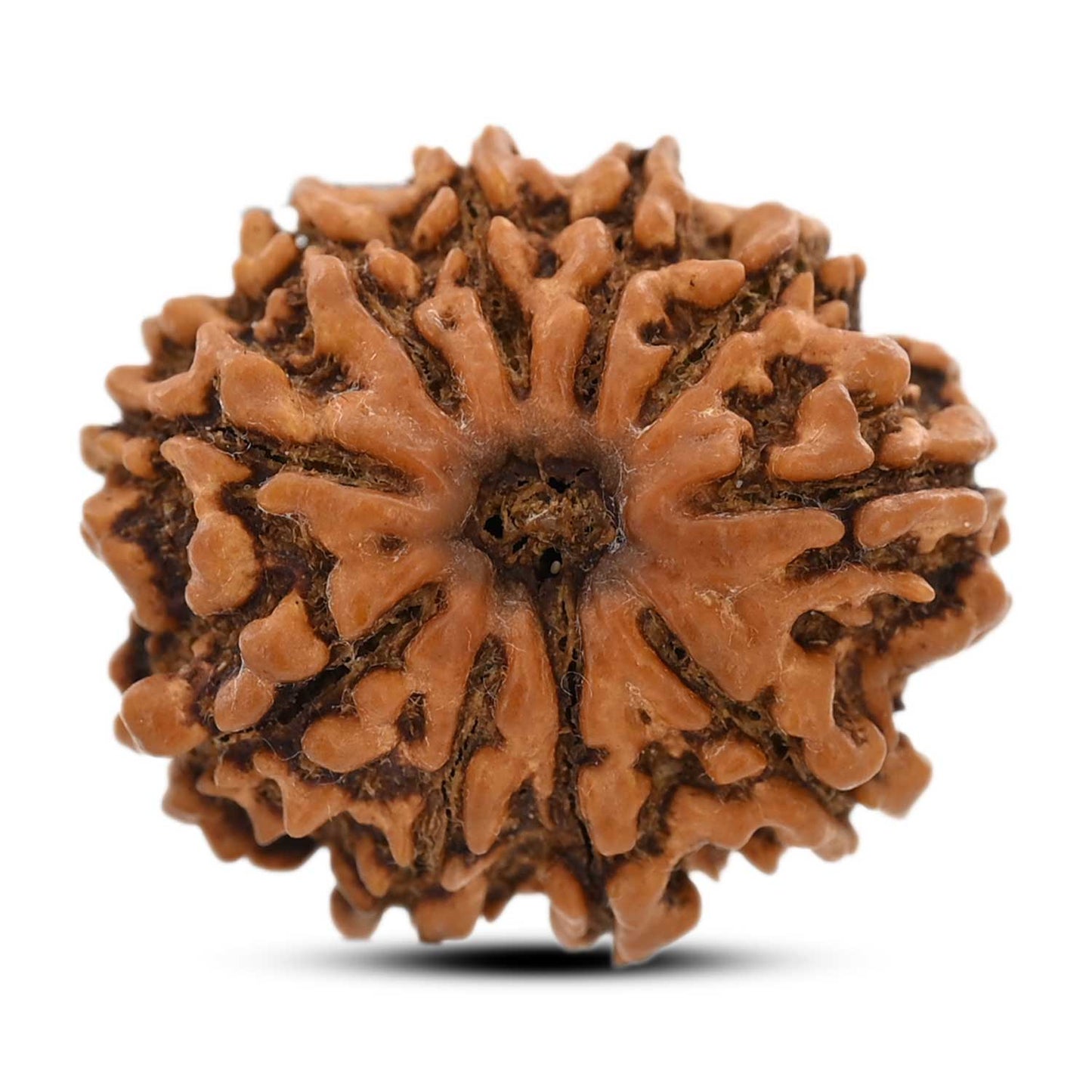 10 Mukhi Rudraksha (Nepal) 26.16 M.M.