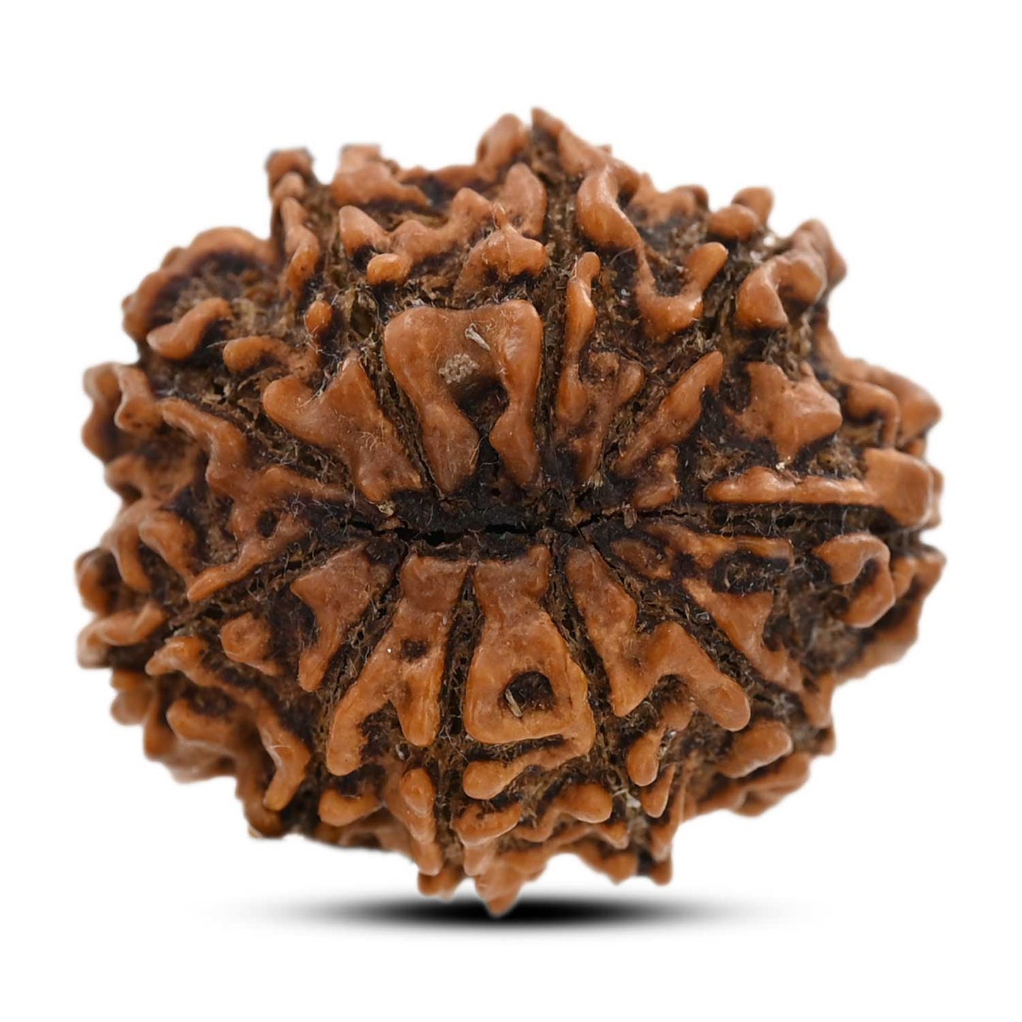 10 Mukhi Rudraksha (Nepal) 26.16 M.M.