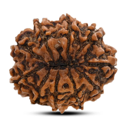 10 Mukhi Rudraksha (Nepal) 26.16 M.M.