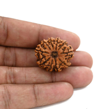10 Mukhi Rudraksha (Nepal) 26.16 M.M.
