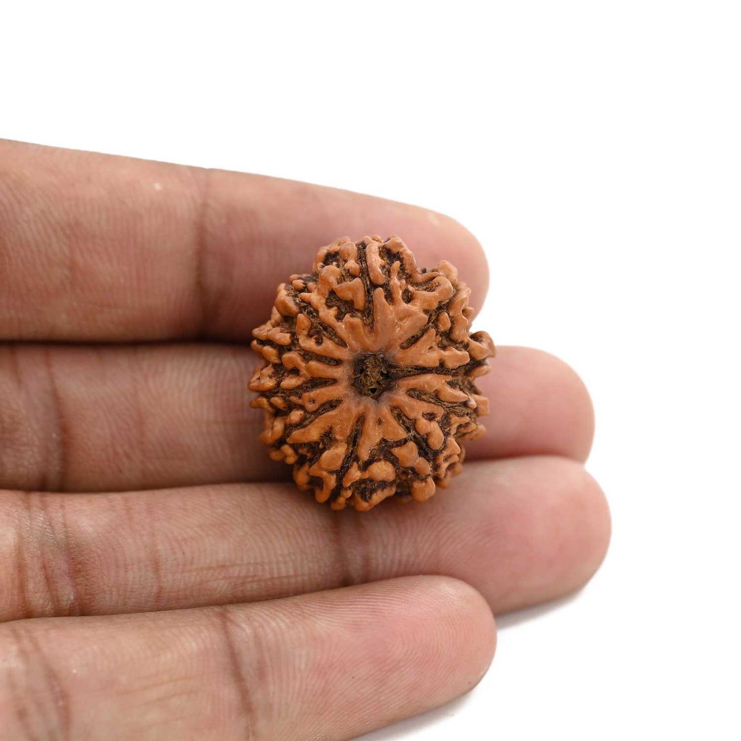 10 Mukhi Rudraksha (Nepal) 26.16 M.M.