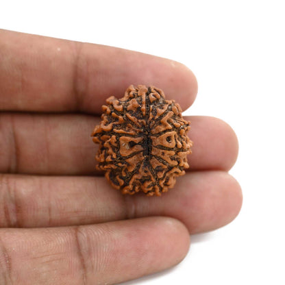 10 Mukhi Rudraksha (Nepal) 26.16 M.M.