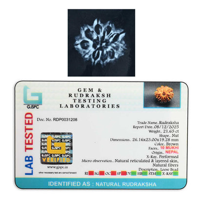 10 Mukhi Rudraksha (Nepal) 26.16 M.M.