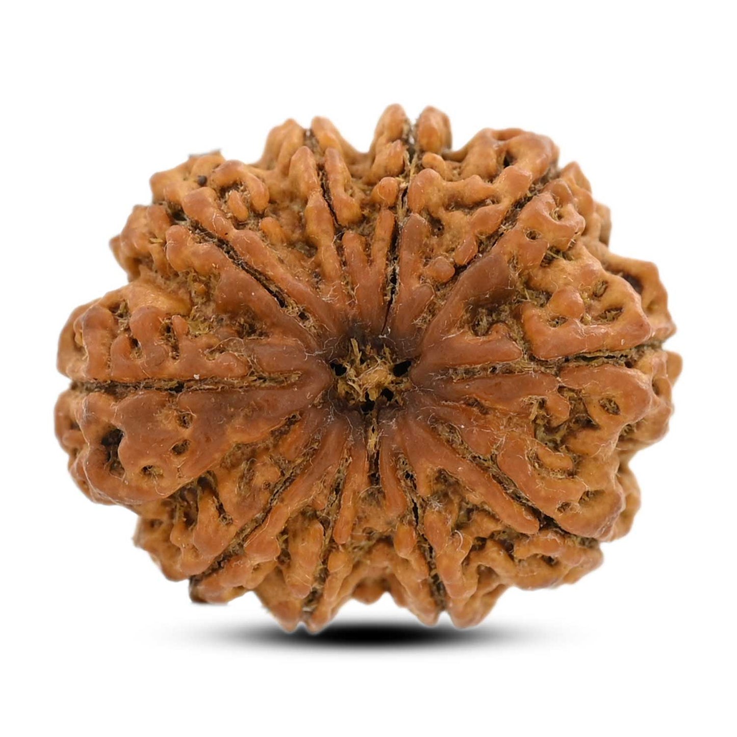 10 Mukhi Rudraksha (Nepal) 25.74 M.M.