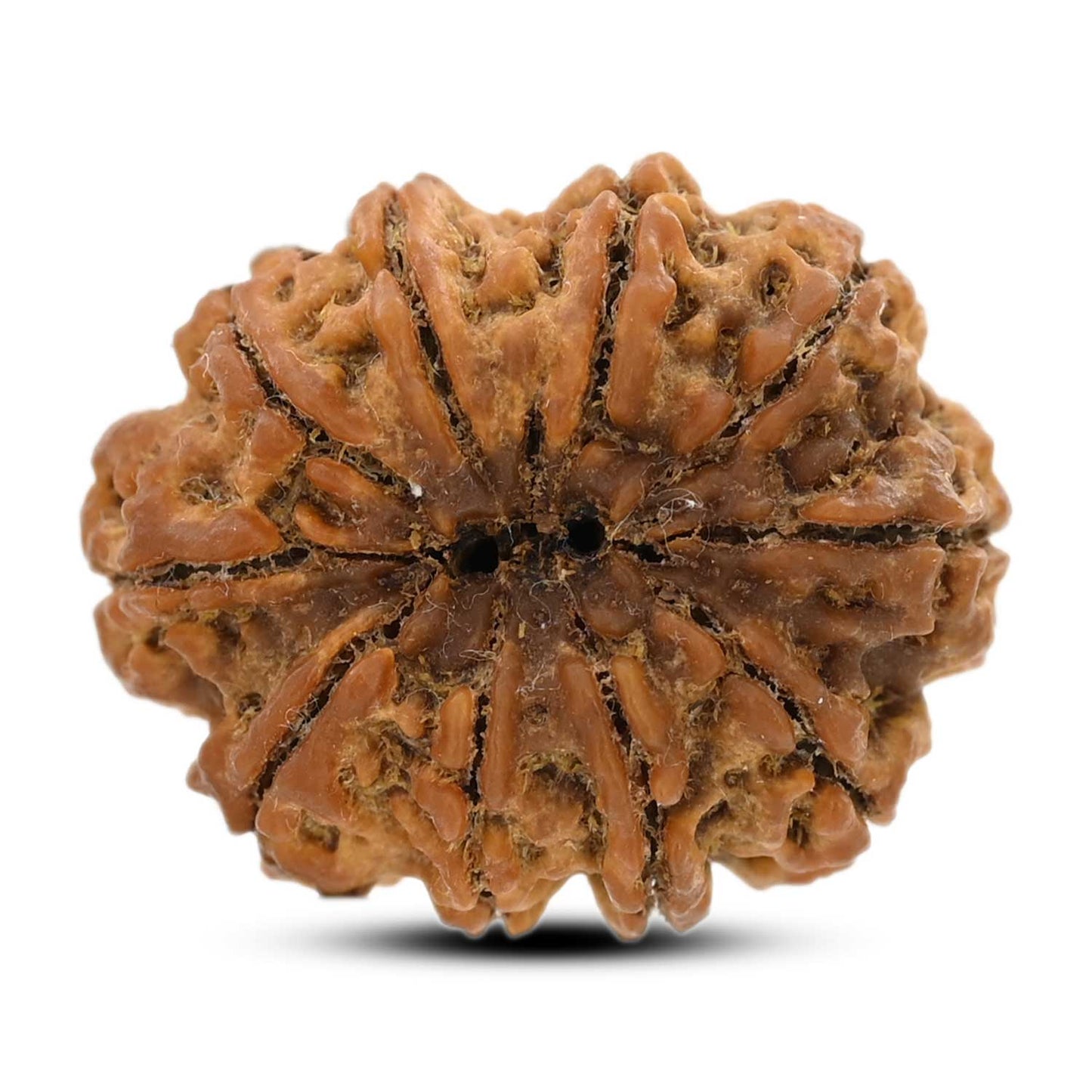 10 Mukhi Rudraksha (Nepal) 25.74 M.M.