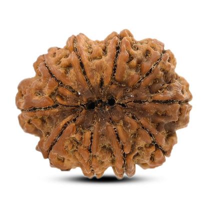 10 Mukhi Rudraksha (Nepal) 25.74 M.M.