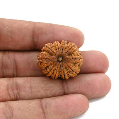 10 Mukhi Rudraksha (Nepal) 25.74 M.M.