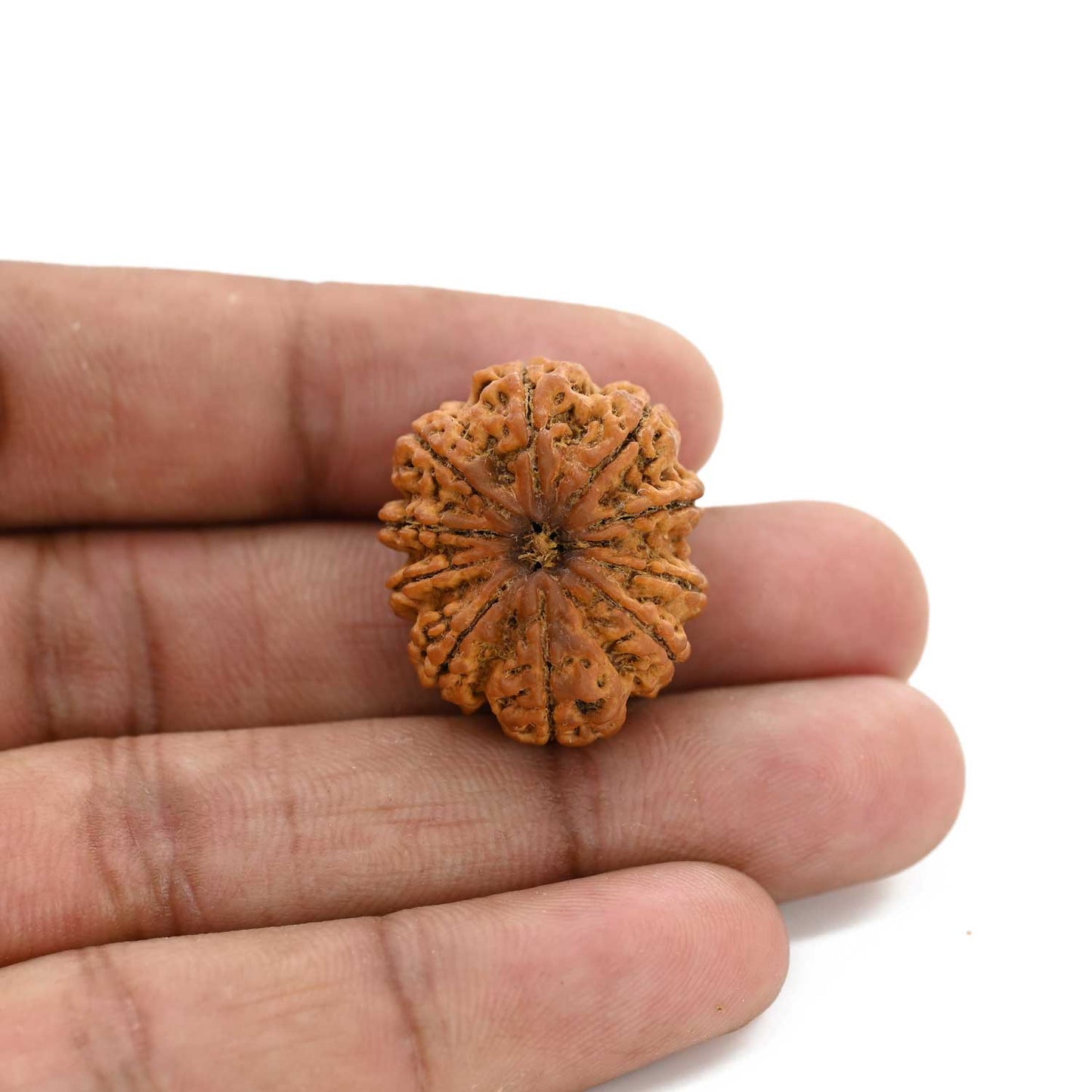 10 Mukhi Rudraksha (Nepal) 25.74 M.M.
