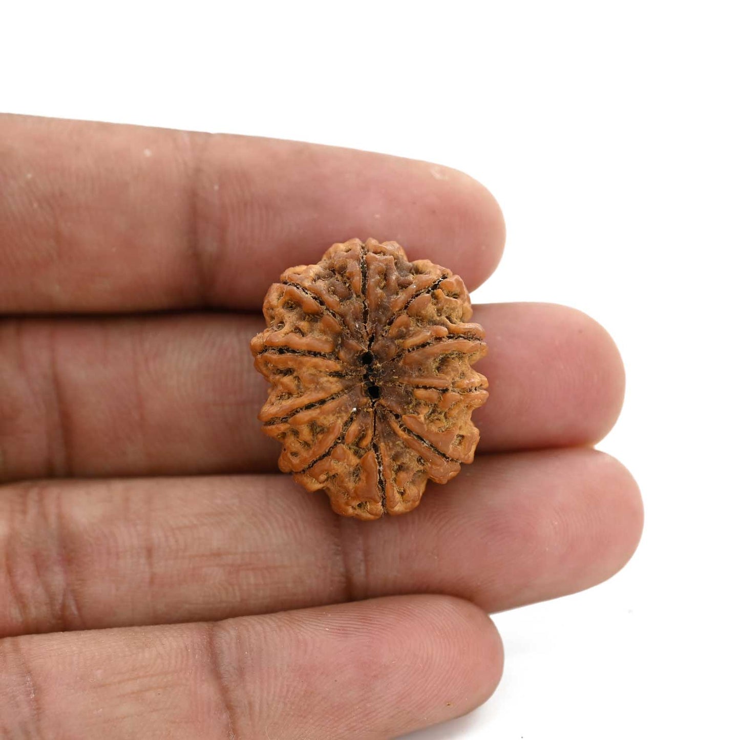 10 Mukhi Rudraksha (Nepal) 25.74 M.M.