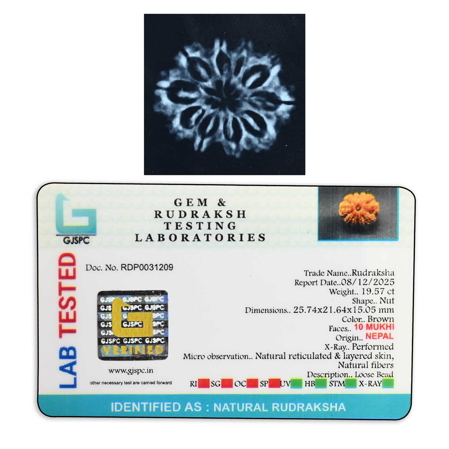 10 Mukhi Rudraksha (Nepal) 25.74 M.M.