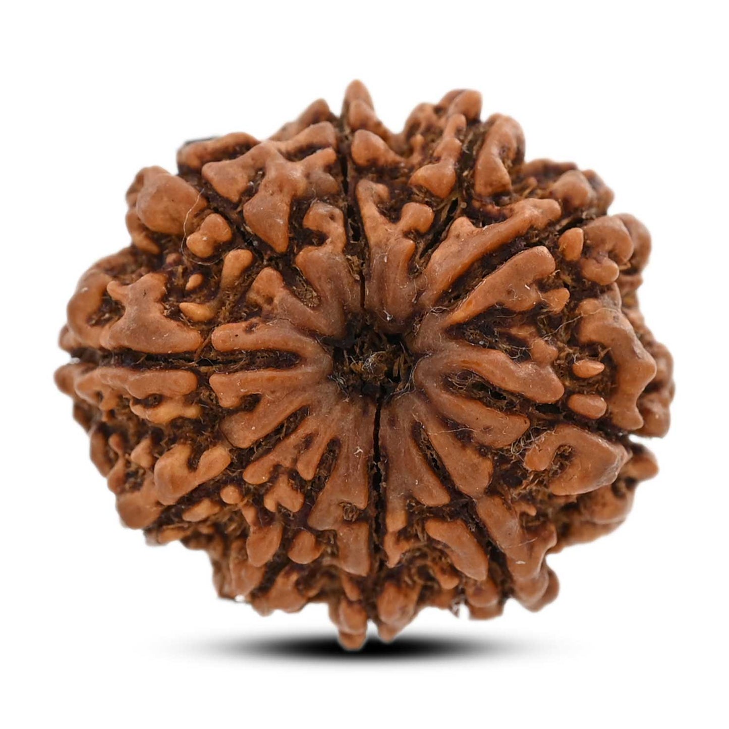 10 Mukhi Rudraksha (Nepal) 26.8 M.M.