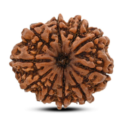 10 Mukhi Rudraksha (Nepal) 26.8 M.M.