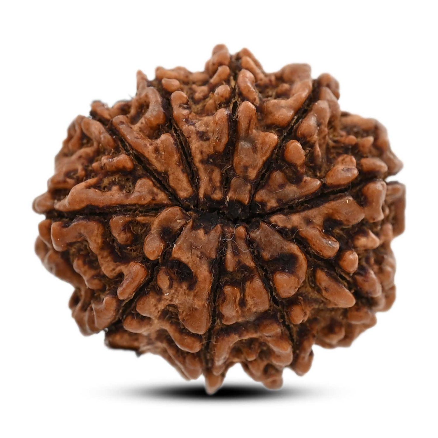 10 Mukhi Rudraksha (Nepal) 26.8 M.M.