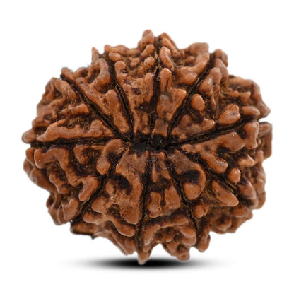 10 Mukhi Rudraksha (Nepal) 26.8 M.M.