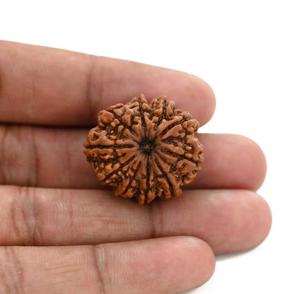 10 Mukhi Rudraksha (Nepal) 26.8 M.M.