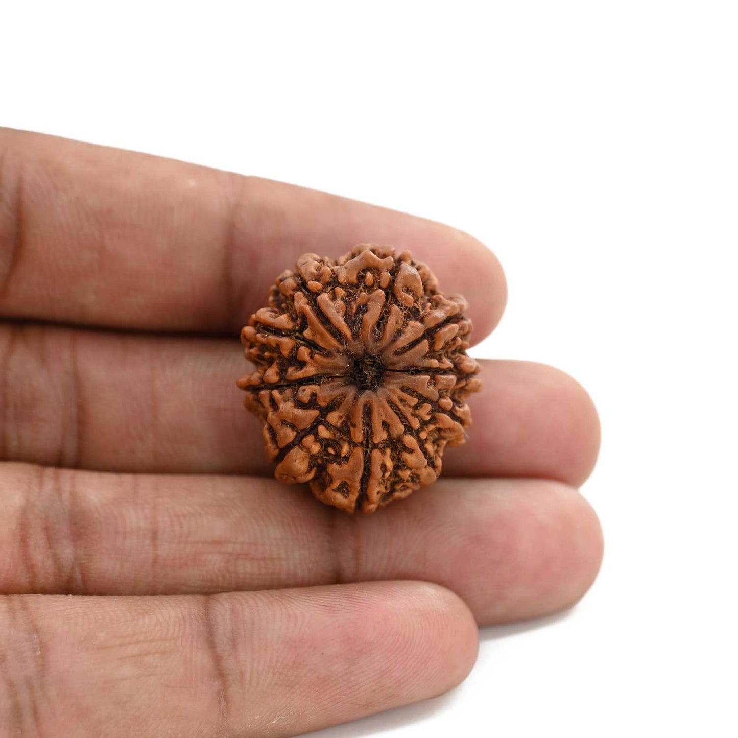 10 Mukhi Rudraksha (Nepal) 26.8 M.M.