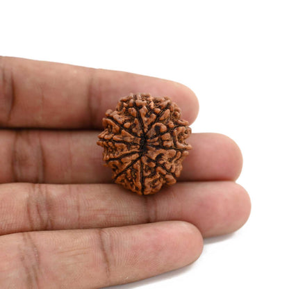 10 Mukhi Rudraksha (Nepal) 26.8 M.M.