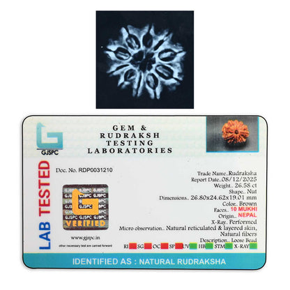 10 Mukhi Rudraksha (Nepal) 26.8 M.M.