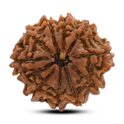 10 Mukhi Rudraksha (Nepal) 25 M.M.