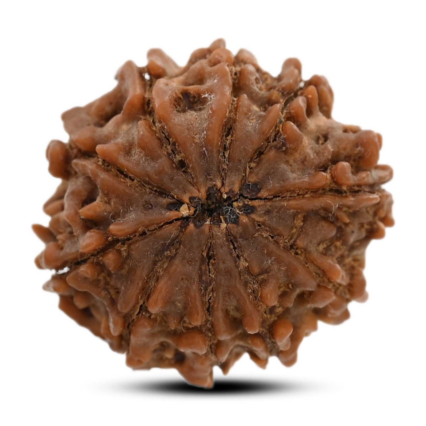 10 Mukhi Rudraksha (Nepal) 25 M.M.