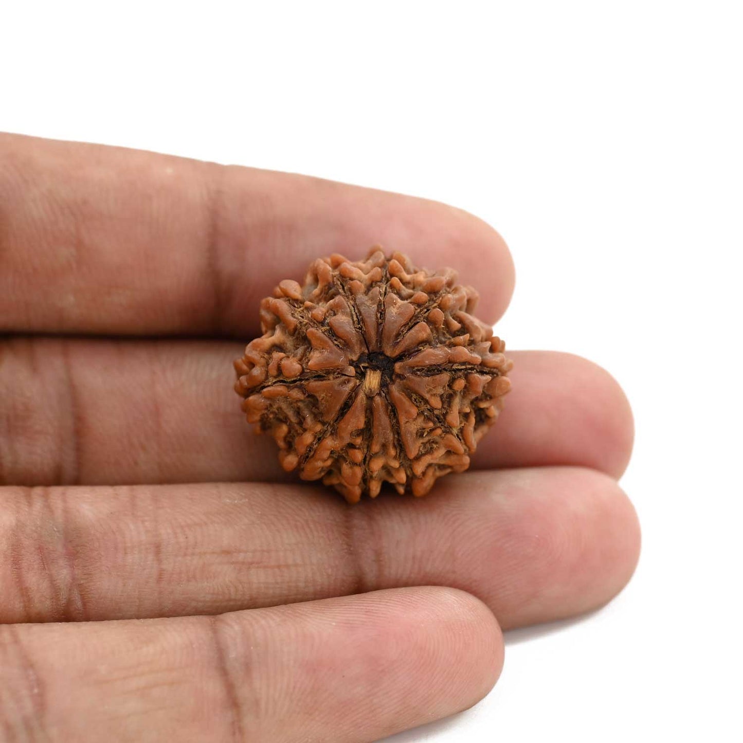 10 Mukhi Rudraksha (Nepal) 25 M.M.