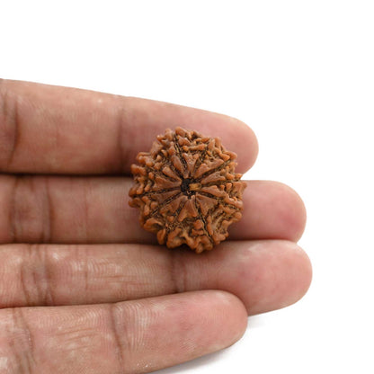 10 Mukhi Rudraksha (Nepal) 25 M.M.