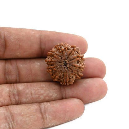 10 Mukhi Rudraksha (Nepal) 25 M.M.
