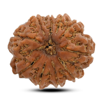 10 Mukhi Rudraksha (Nepal) 24.83 M.M.