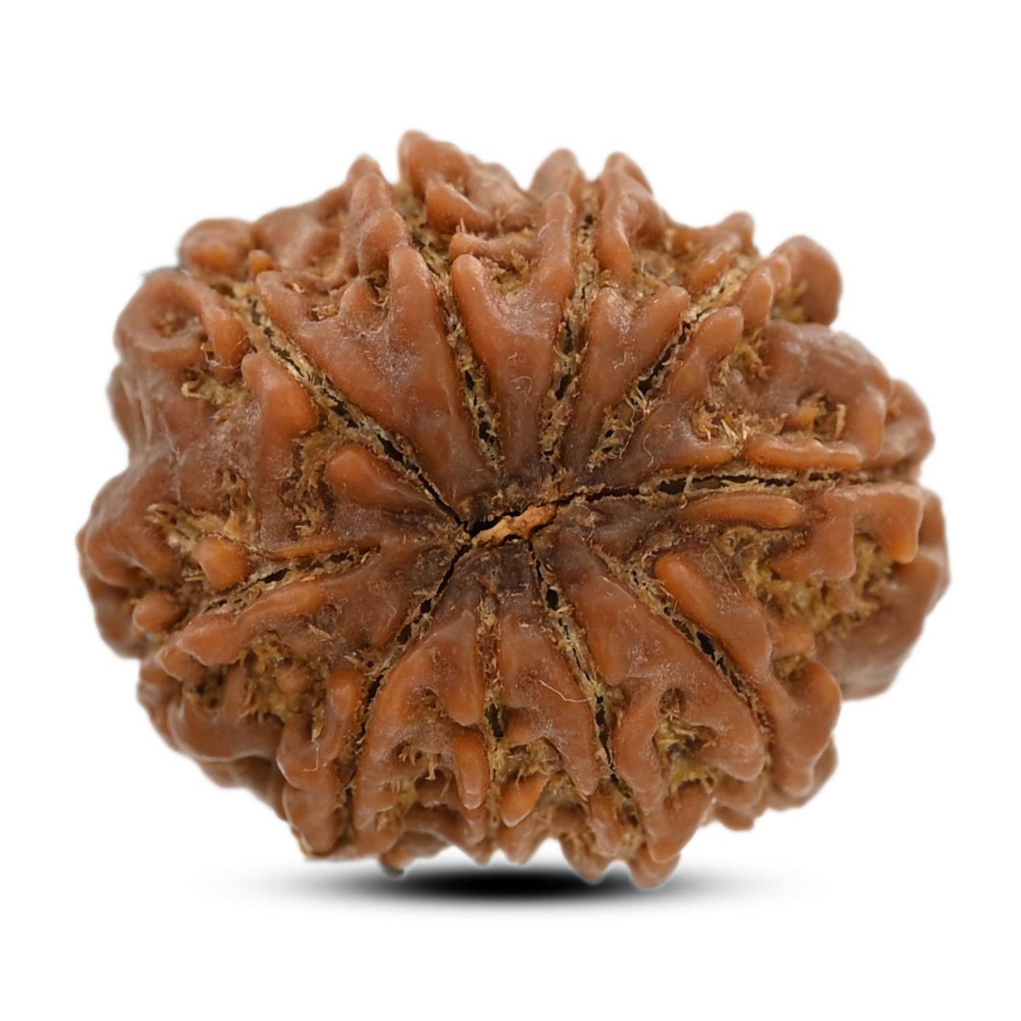 10 Mukhi Rudraksha (Nepal) 24.83 M.M.