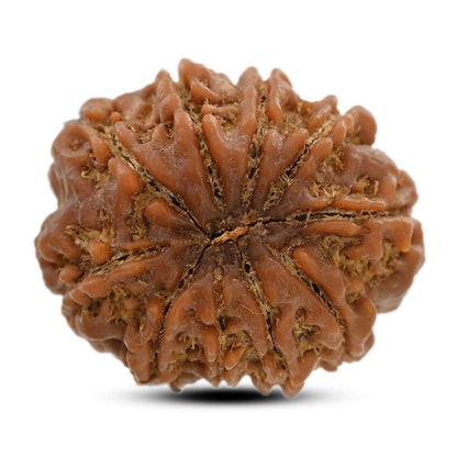 10 Mukhi Rudraksha (Nepal) 24.83 M.M.