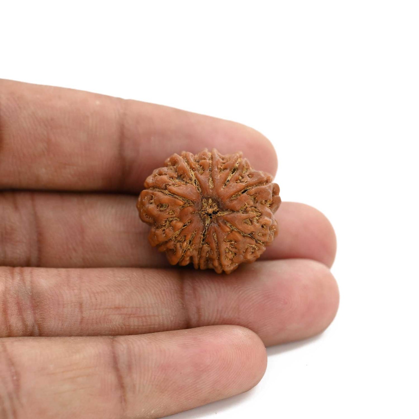 10 Mukhi Rudraksha (Nepal) 24.83 M.M.