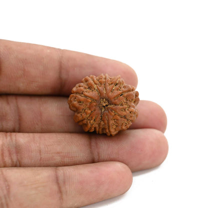 10 Mukhi Rudraksha (Nepal) 24.83 M.M.
