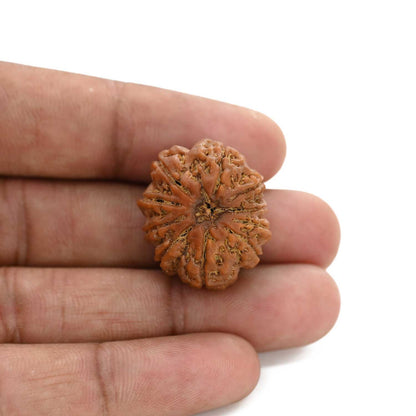 10 Mukhi Rudraksha (Nepal) 24.83 M.M.
