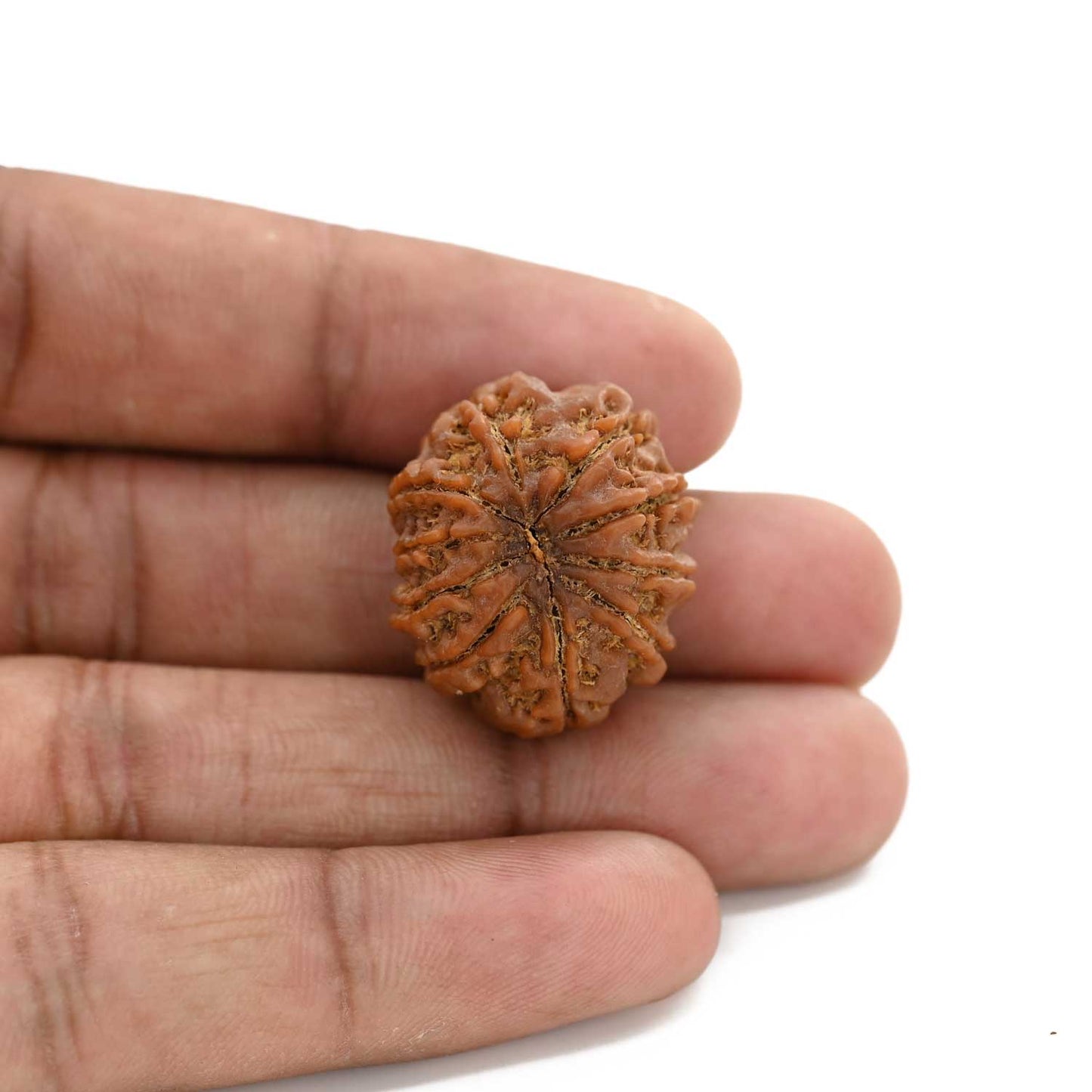 10 Mukhi Rudraksha (Nepal) 24.83 M.M.