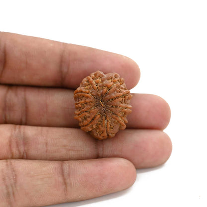 10 Mukhi Rudraksha (Nepal) 24.83 M.M.