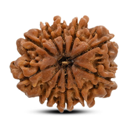 10 Mukhi Rudraksha (Nepal) 25.61 M.M.