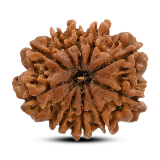10 Mukhi Rudraksha (Nepal) 25.61 M.M.