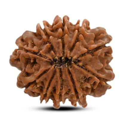10 Mukhi Rudraksha (Nepal) 25.61 M.M.