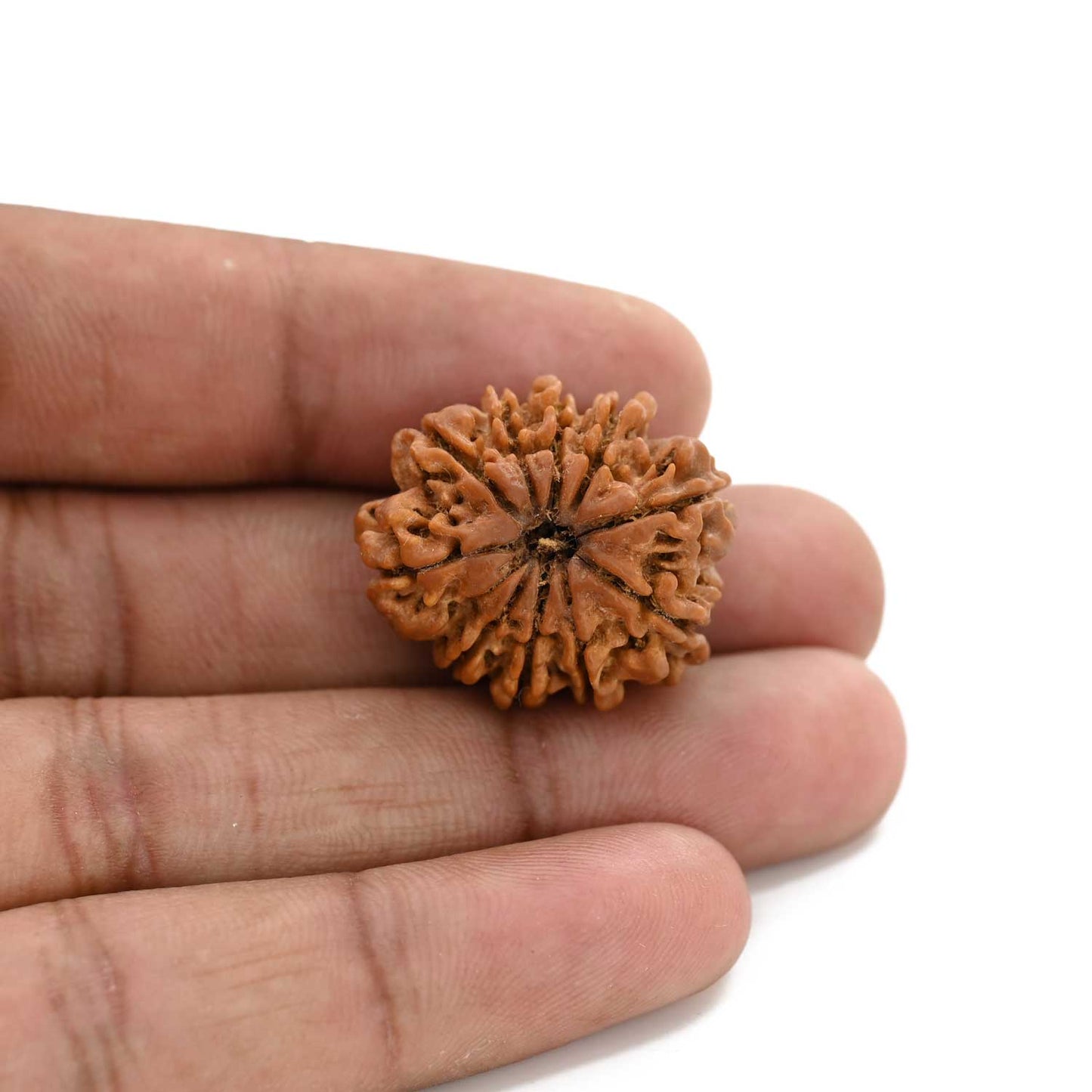 10 Mukhi Rudraksha (Nepal) 25.61 M.M.