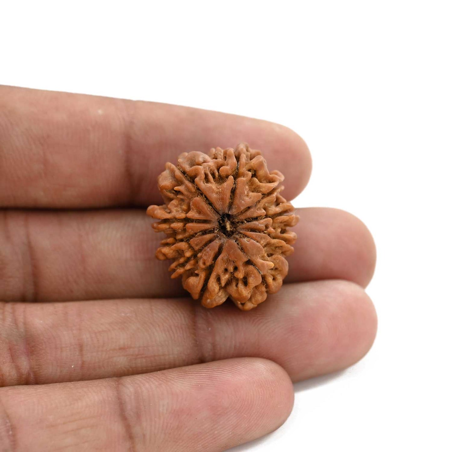 10 Mukhi Rudraksha (Nepal) 25.61 M.M.