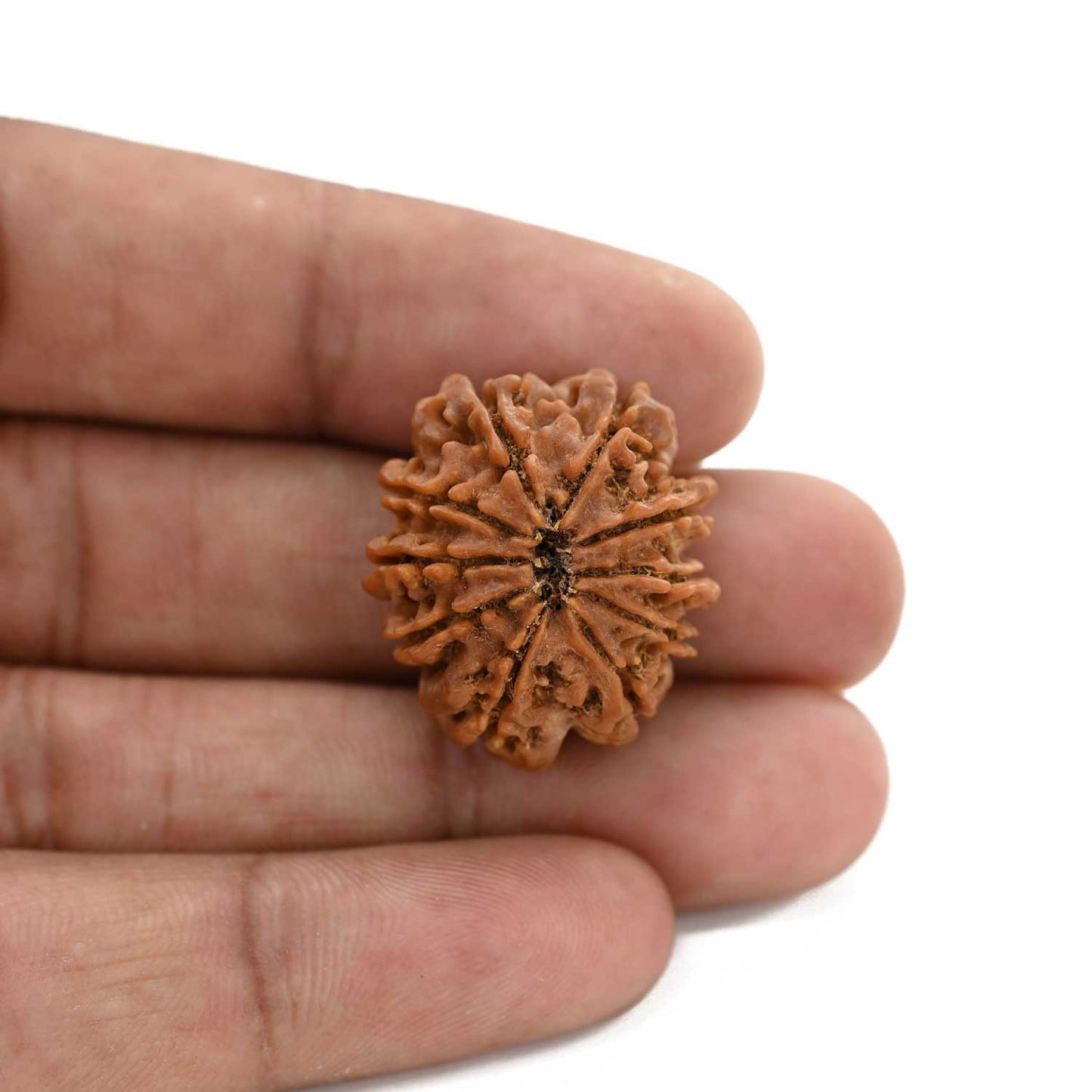10 Mukhi Rudraksha (Nepal) 25.61 M.M.