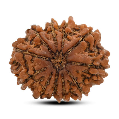 10 Mukhi Rudraksha (Nepal) 26.4 M.M.