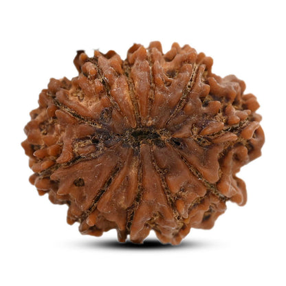 10 Mukhi Rudraksha (Nepal) 26.4 M.M.