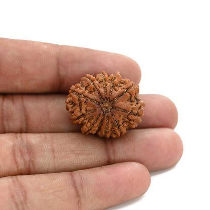 10 Mukhi Rudraksha (Nepal) 26.4 M.M.
