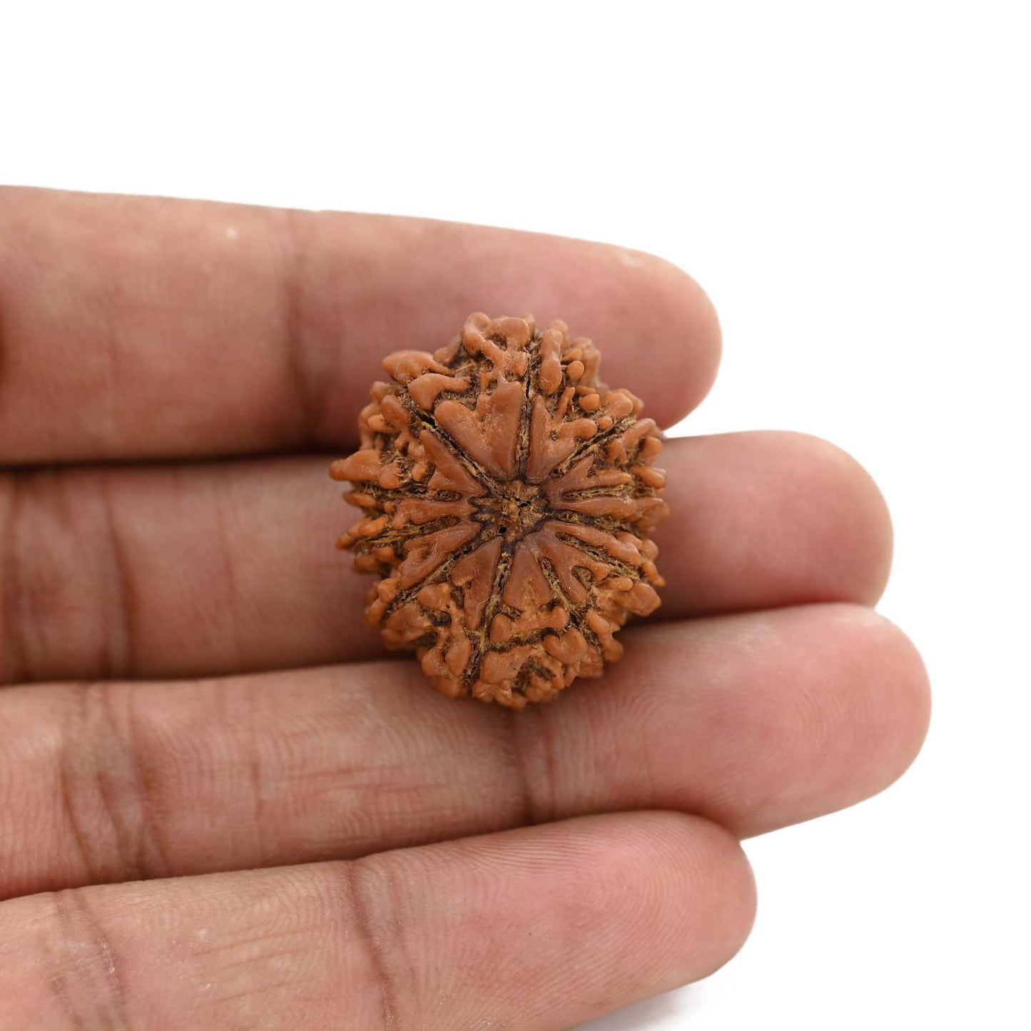 10 Mukhi Rudraksha (Nepal) 26.4 M.M.