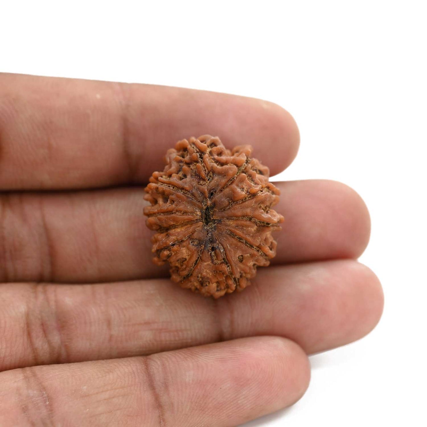 10 Mukhi Rudraksha (Nepal) 26.4 M.M.