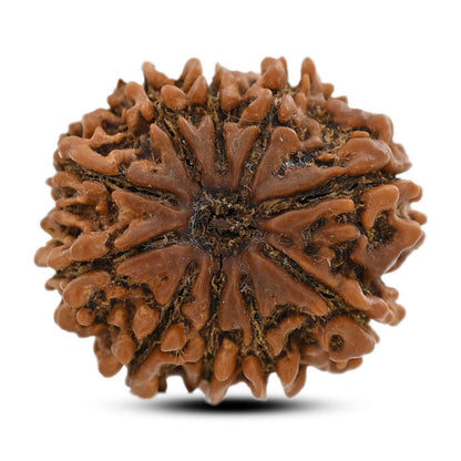 10 Mukhi Rudraksha (Nepal) 25.41 M.M.