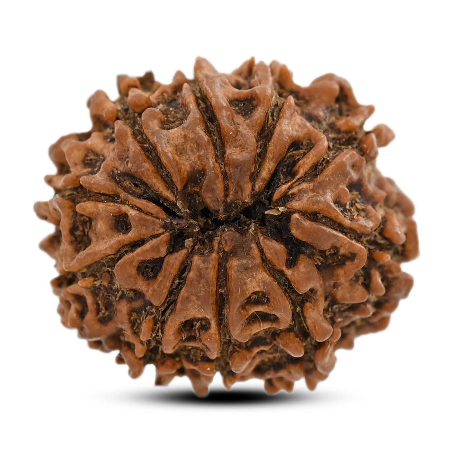 10 Mukhi Rudraksha (Nepal) 25.41 M.M.